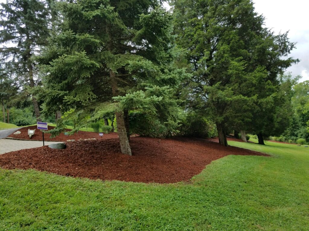 cedar red mulch around pine trees